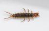 Nebria sp.